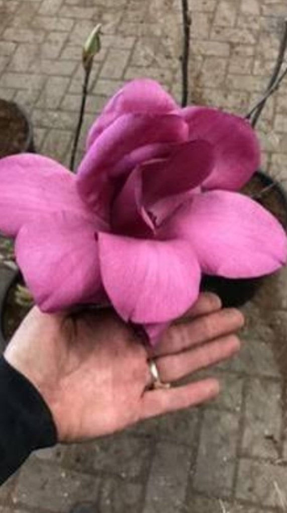 Magnolia Emperor, tuinplant, bloeiende struik, Overige soorten, Lente, Minder dan 100 cm, Ophalen