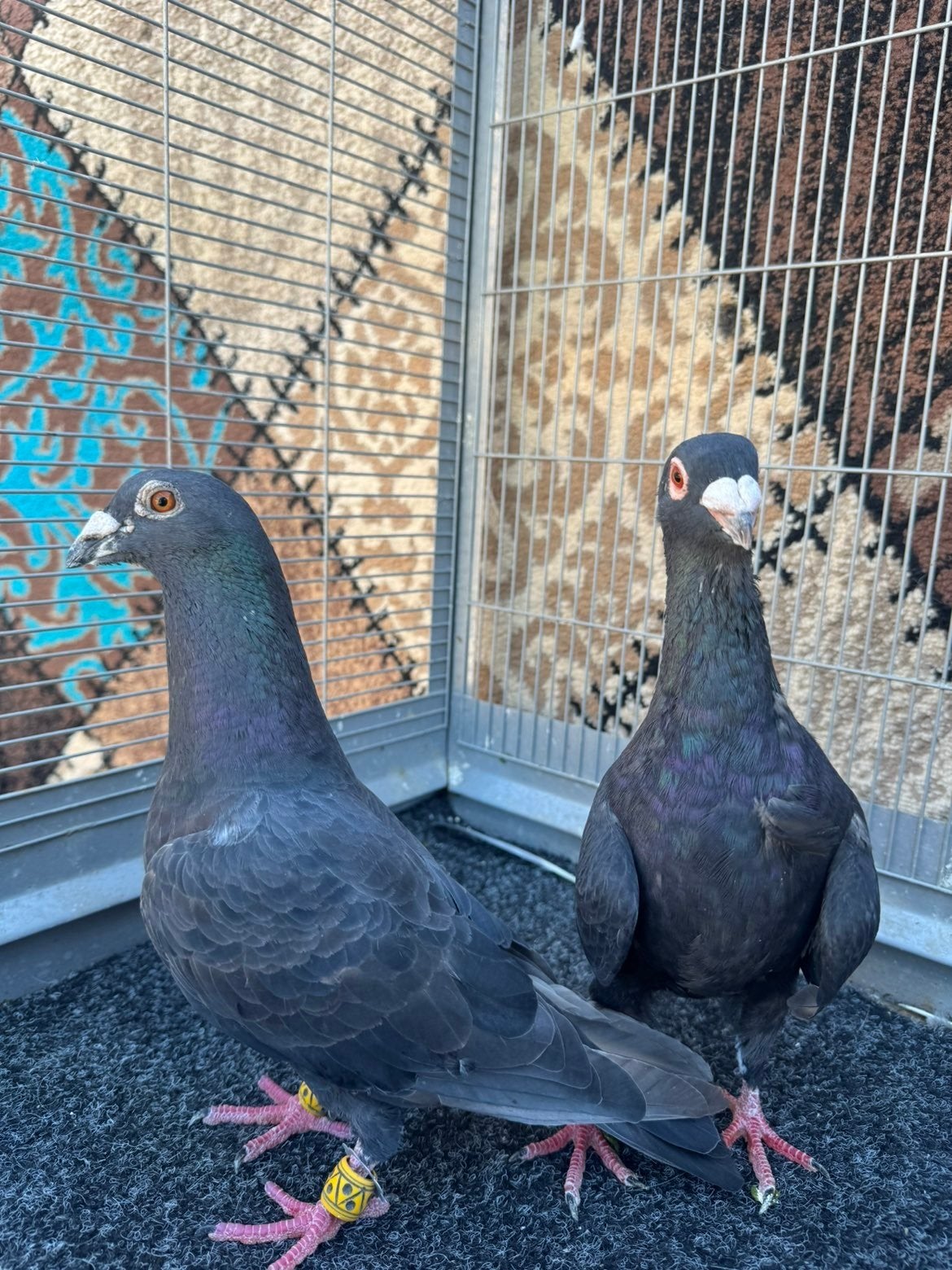 een mooie koppel duiven, Dieren en Toebehoren, Vogels | Duiven