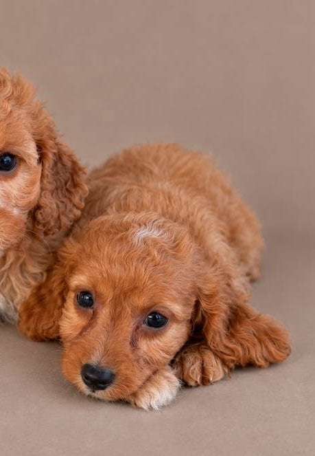 Cavapoo pups, cavapoo x toy poedel, Nederland, Overige rassen, CDV (hondenziekte), 8 tot 15 weken