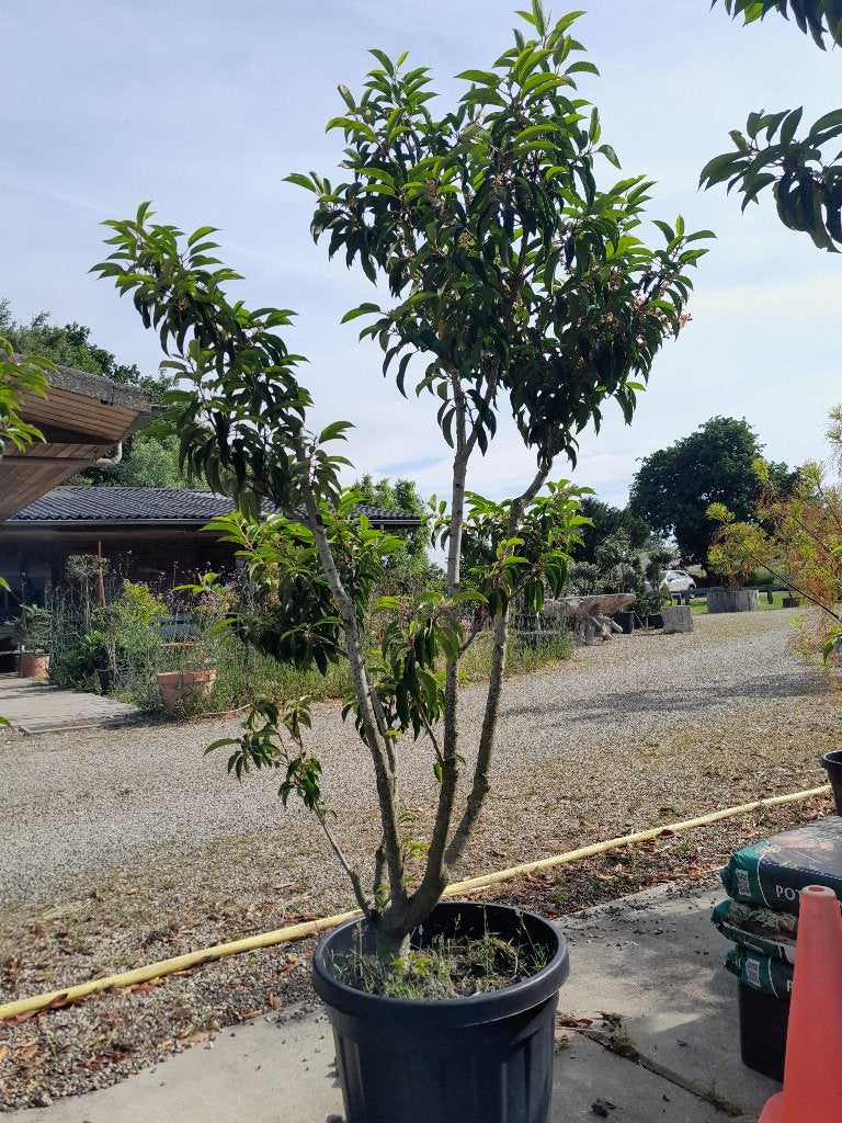 Portugese laurier snoeivorm, Tuin en Terras, Planten | Struiken en Hagen, Ophalen, Laurier, Struik, 100 tot 250 cm