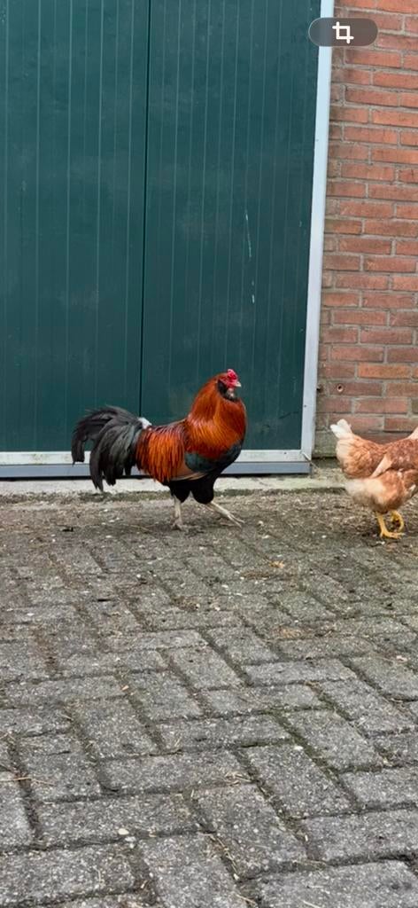 Araucana haan!, Dieren en Toebehoren, Mannelijk, Kip