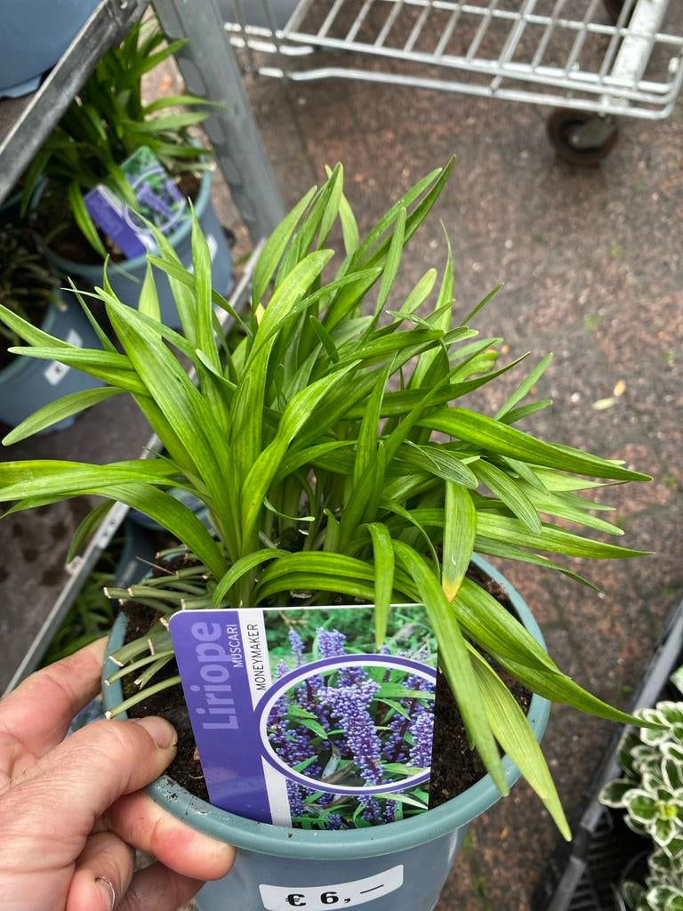 Liriope Muscari 'Moneymaker' - groenblijvend, Tuin en Terras, Planten | Tuinplanten, Vaste plant, Overige soorten, Halfschaduw
