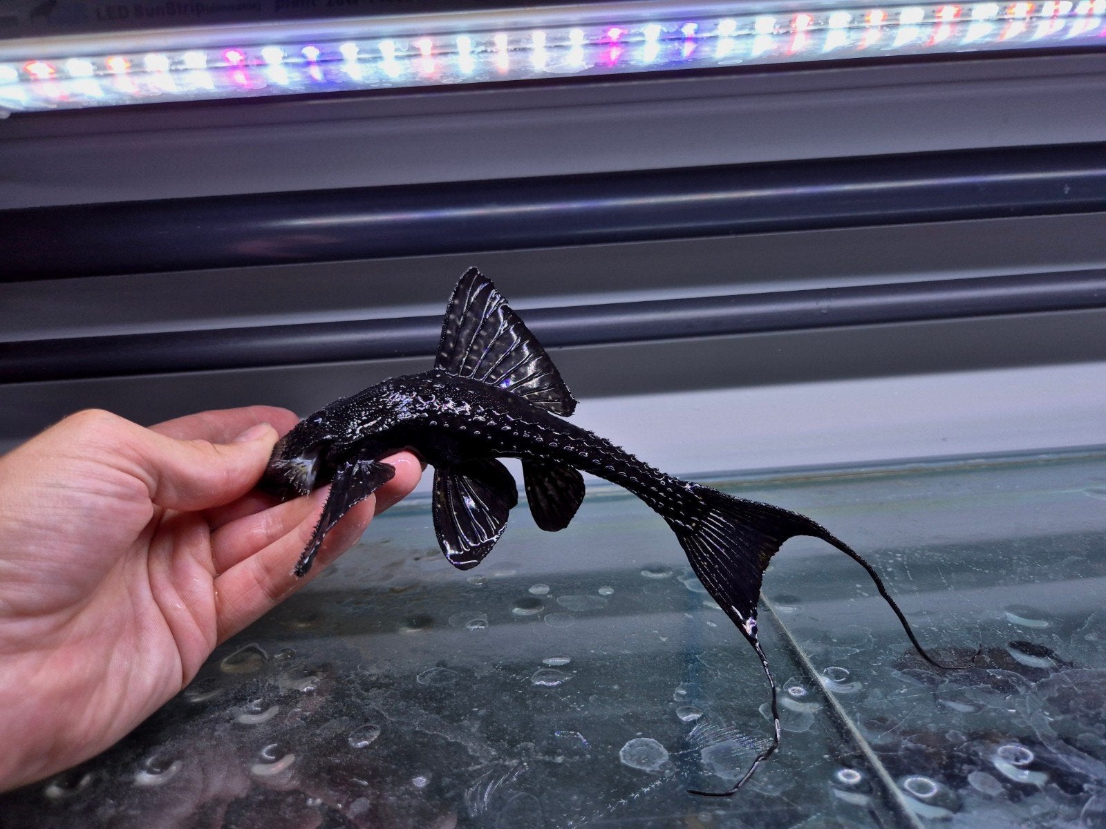 L155 Adonis hystrix pleco, Vis, Zoetwatervis