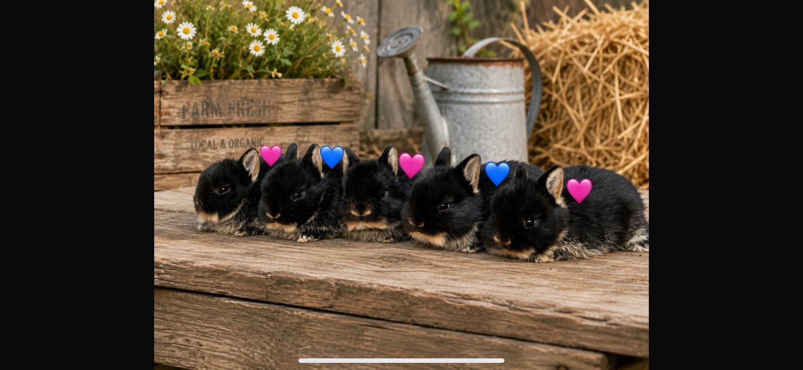 🐰Lieve Kleurdwerg babykonijntjes zoeken een 5 ⭐️ thuis! 🐰, Meerdere dieren, Dwerg