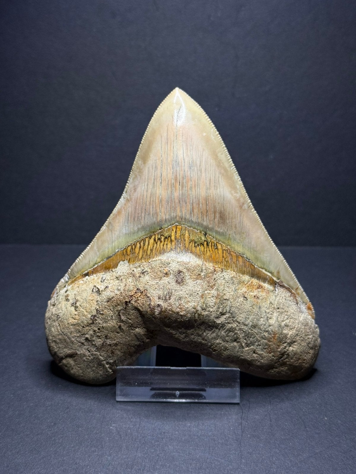 Megalodon haaientand Indonesië 11cm, Ophalen of Verzenden, Fossiel