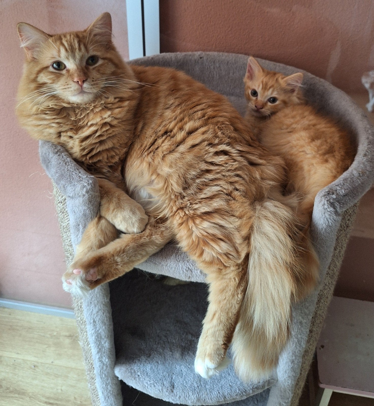 Ragdoll dekkater met stamboom, Dieren en Toebehoren, Kater, Met stamboom