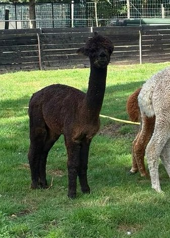 Alpaca merrie, Oktober, Vrouwelijk