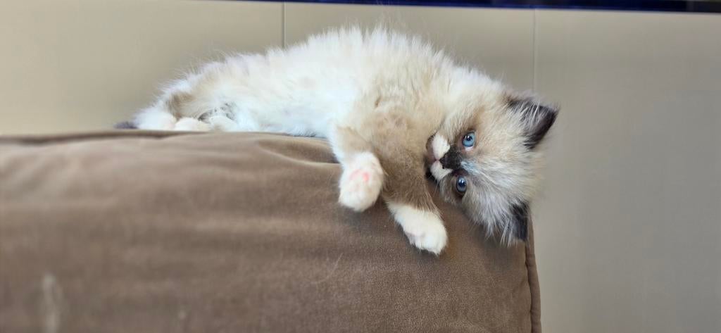 Ragdoll X, Dieren en Toebehoren