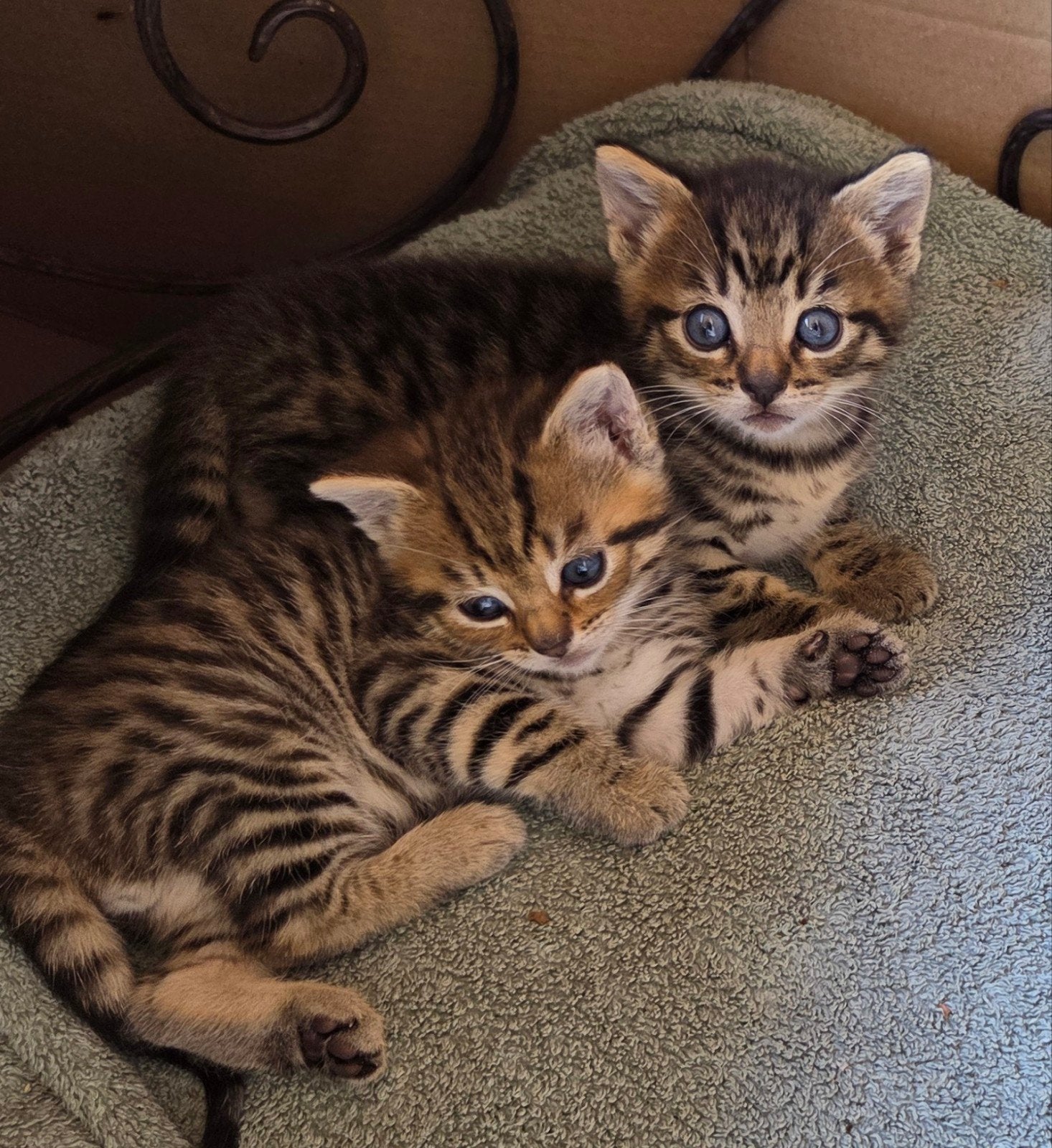 Boederij kitten 10 wkn oud   nog 1  te koop, Kater, Kortharig, 0 tot 2 jaar