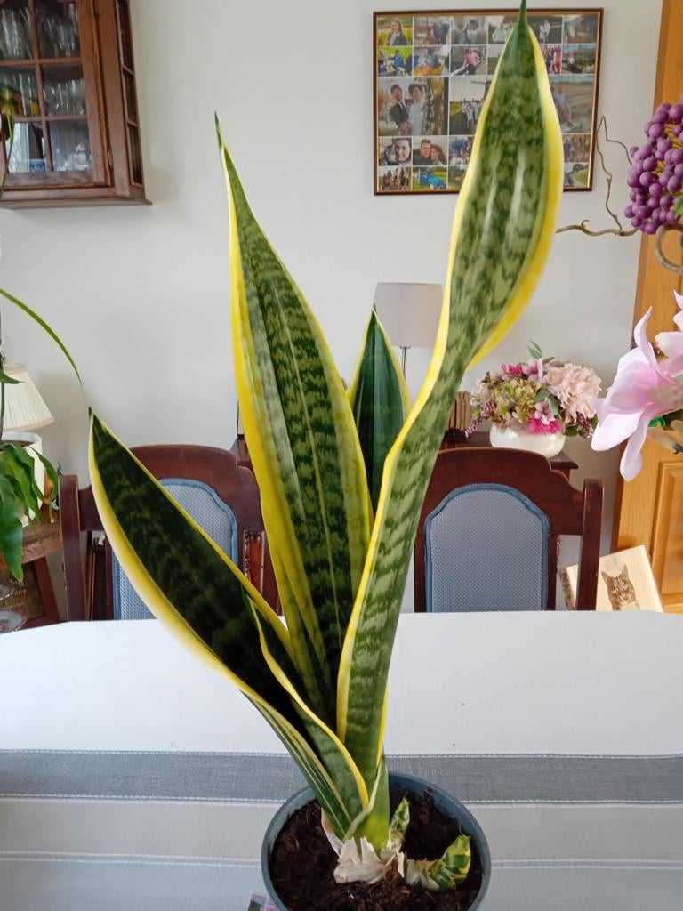 Sansevieria plant in pot, Huis en Inrichting, Kamerplanten, Ophalen of Verzenden, In pot, Halfschaduw, Minder dan 100 cm