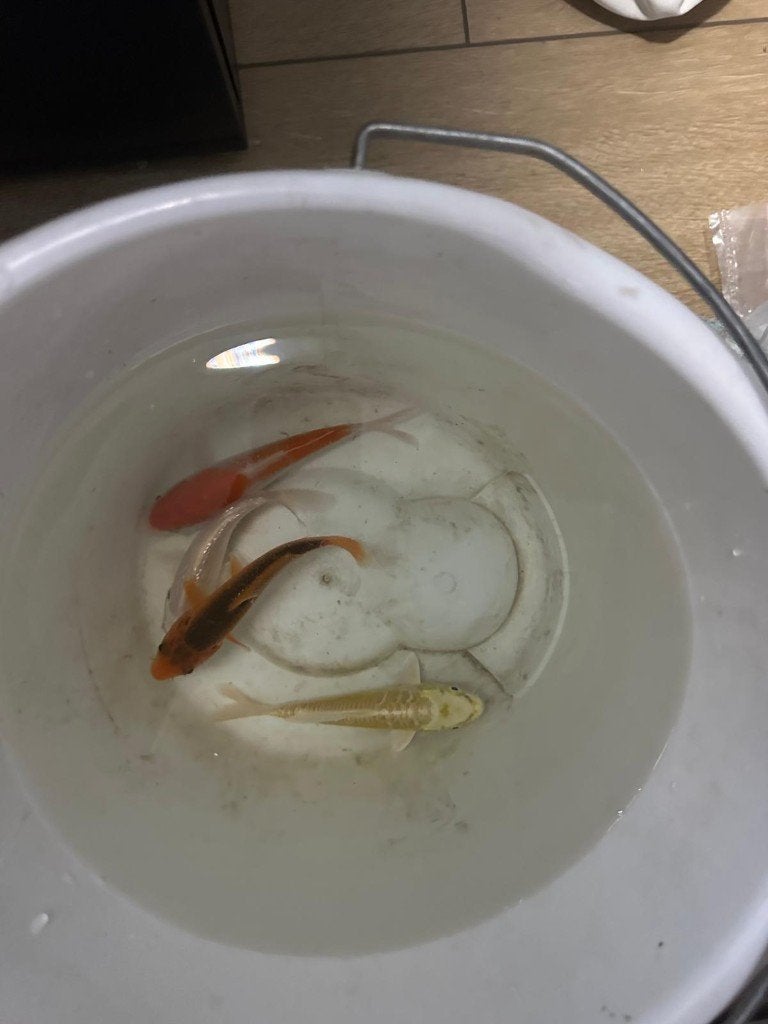 Japanse koi tosai 4x, Dieren en Toebehoren, Karper of Koi