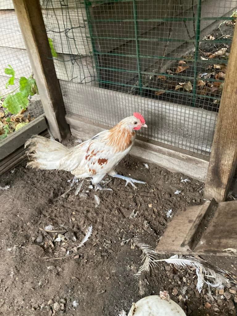 Prachtige Friese hoen hanen, Dieren en Toebehoren, Pluimvee, Mannelijk, Kip