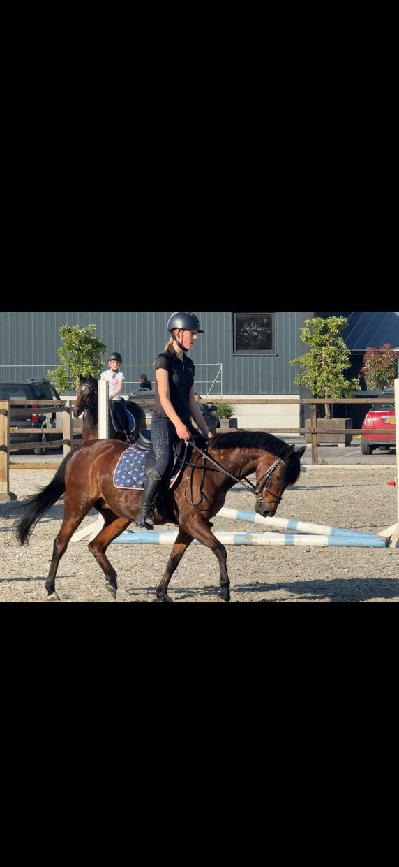 Verzorgpony/bijrijdpony gezocht, Weidegang, 1 paard of pony