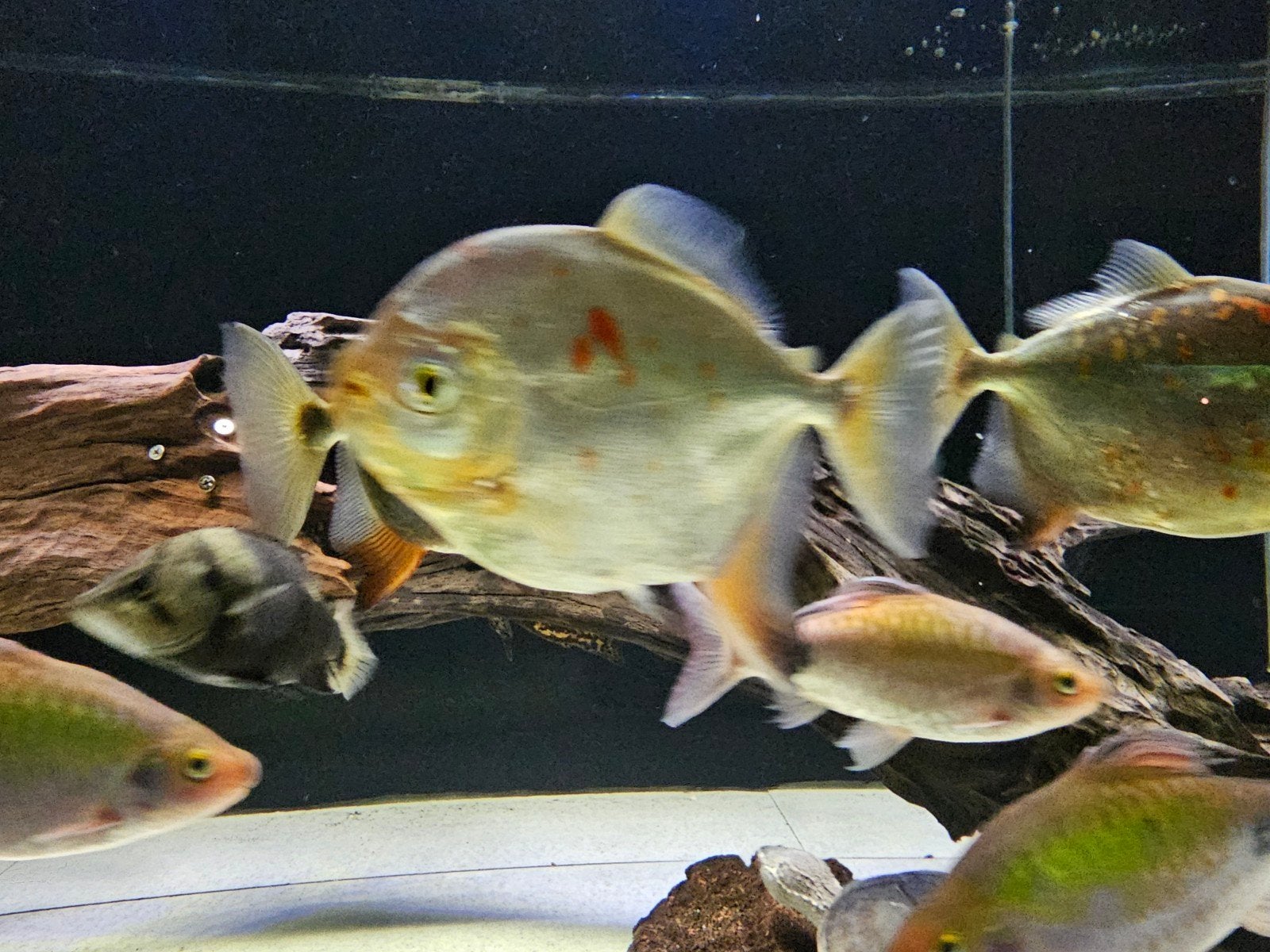 metynnis rubripinnis schijfzalmen 3x, Dieren en Toebehoren, Vissen | Aquariumvissen, Vis