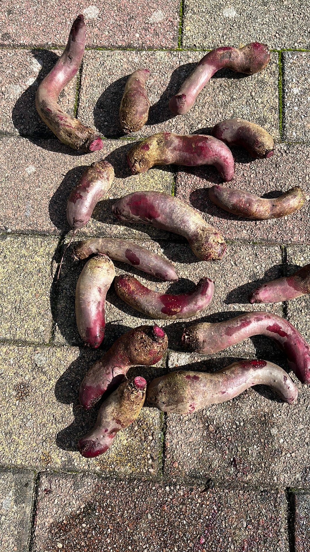 Rode bieten, Ophalen