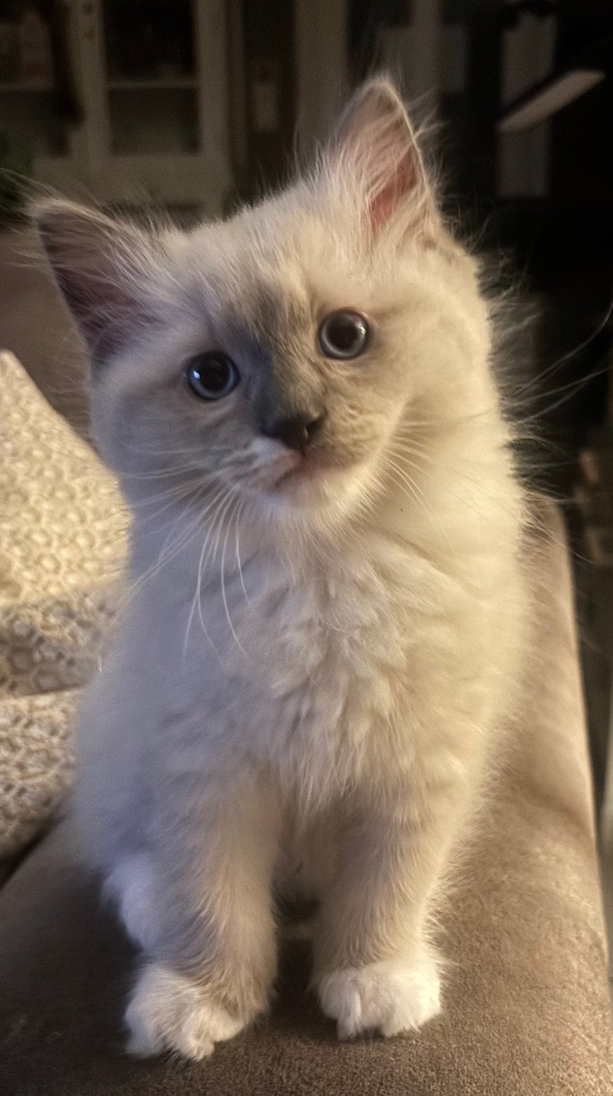 Raszuivere Ragdoll kittens, Dieren en Toebehoren, Meerdere dieren, Gechipt