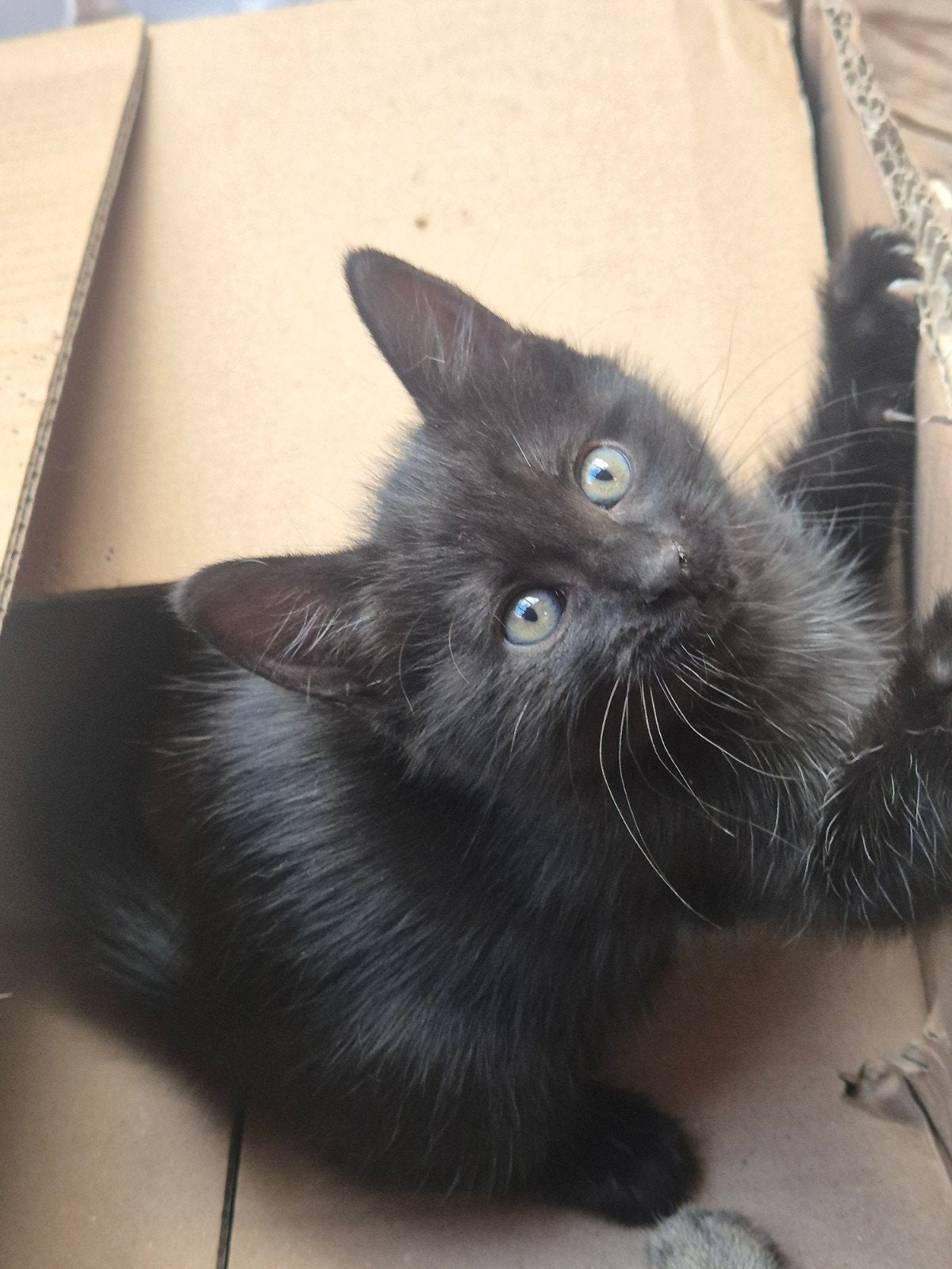 mooie kittens, Meerdere dieren, Kortharig, 0 tot 2 jaar