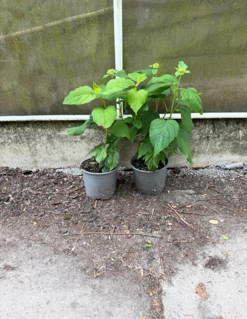 Hortensia Annabelle 60 cm, Ophalen of Verzenden, Overige soorten, Halfschaduw