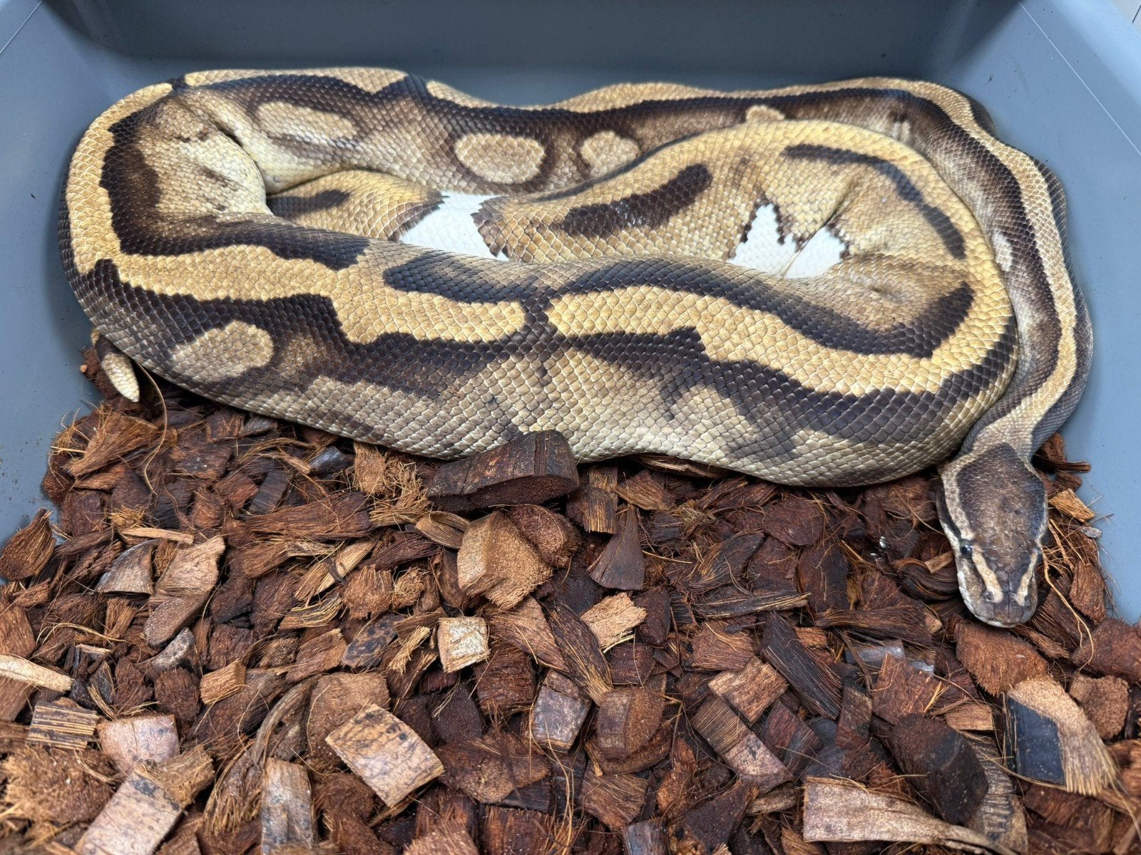 Piebald️♀️ Grote dame! Python Regius, Dieren en Toebehoren, Reptielen en Amfibieën, Slang, 0 tot 2 jaar