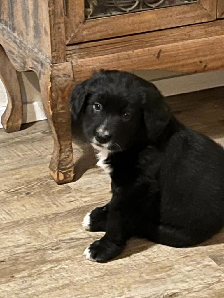 Eén teefje (berner sennen x labrador) te koop, 8 tot 15 weken, Labrador retriever, Meerdere, Meerdere dieren