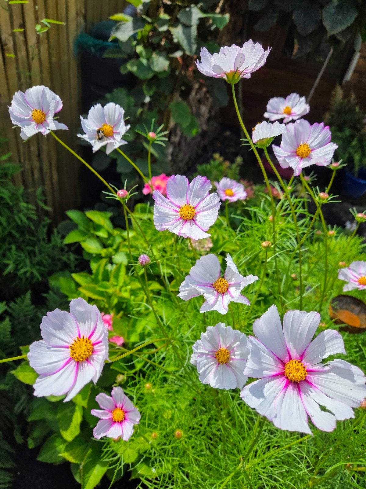 Zaden cosmea wit, Tuin en Terras, Ophalen of Verzenden, Volle zon