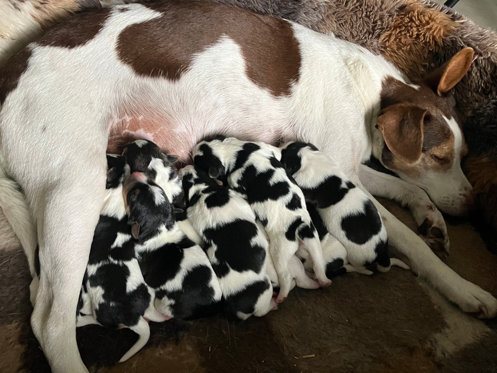 Mooie boerenfox pups, Jack Russell Terriër, 8 tot 15 weken, Meerdere, Meerdere dieren