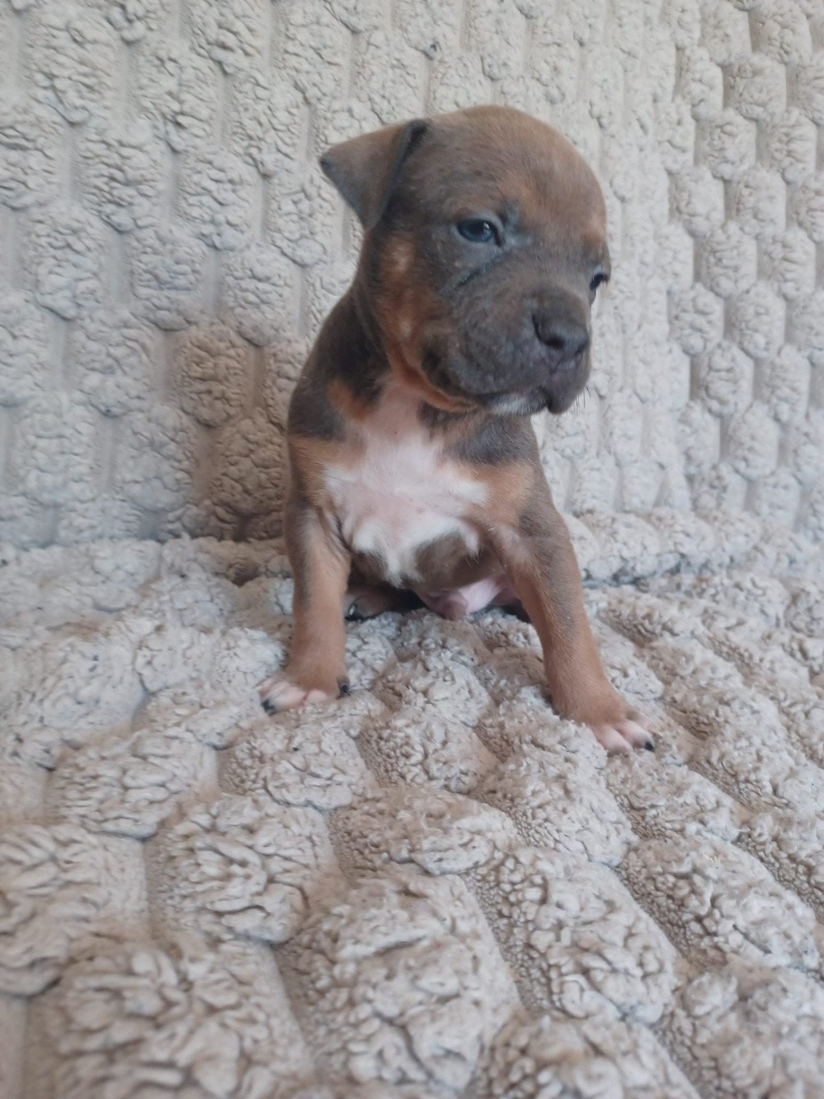 american bully pups   mogen 18 september weg, Dieren en Toebehoren, Honden | Niet-rashonden, 8 tot 15 weken, Parvo, Meerdere, Meerdere dieren