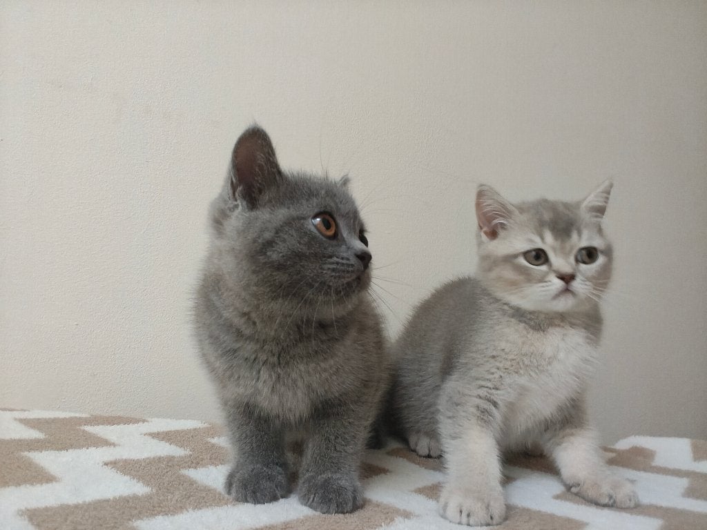 Britse Korthaar Kittens, Dieren en Toebehoren, Meerdere dieren, Ontwormd, 0 tot 2 jaar