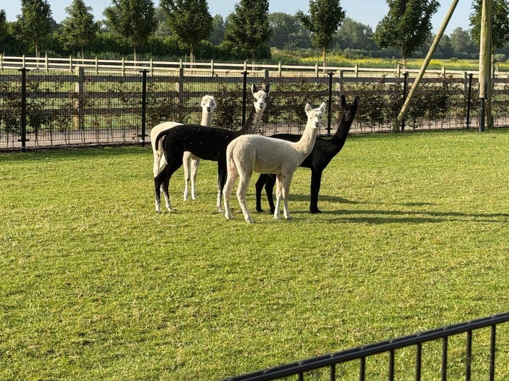 Te koop wegens inkrimpen hobby: 4 alpaca's, Dieren en Toebehoren, Overige Dieren, Oktober, Mannelijk
