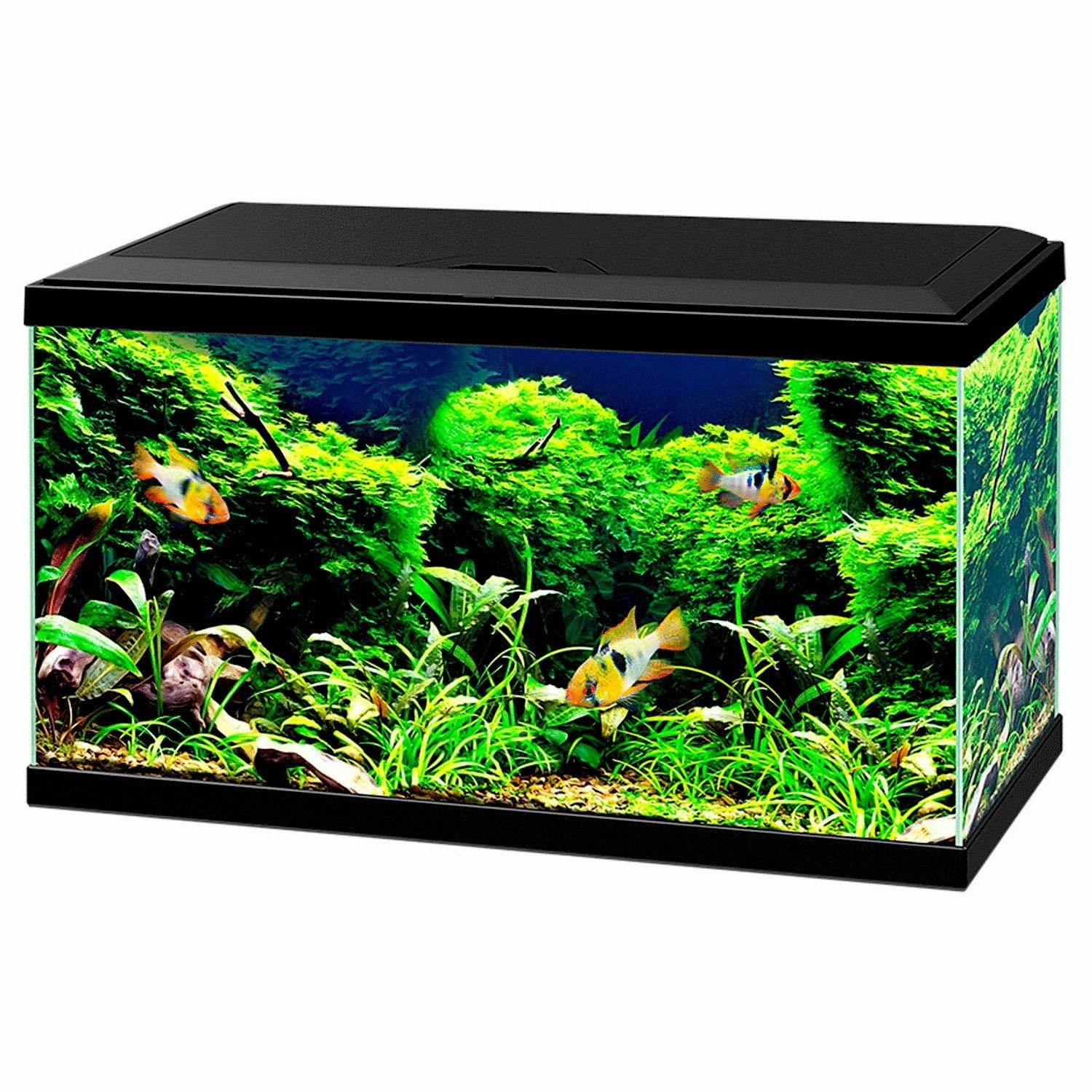 Ciano 60 leeg aquarium, Ophalen, Gebruikt, Leeg aquarium, Overige merken