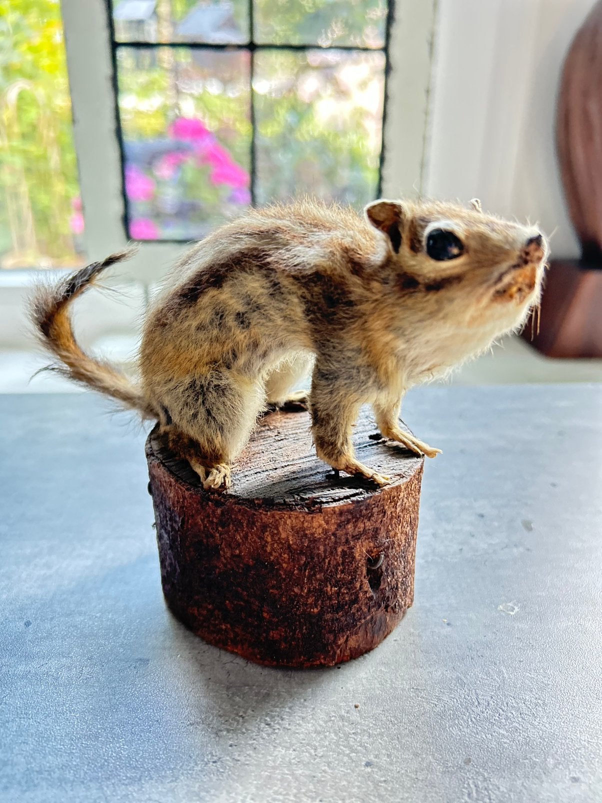 Opgezette Siberische eekhoorn, Aziatische grond eekhoorn, Ophalen of Verzenden, Zo goed als nieuw, Overige soorten, Opgezet dier