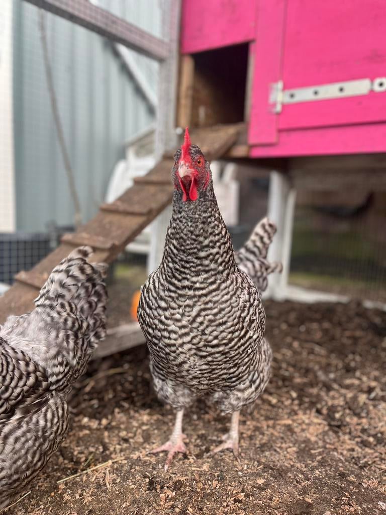 Broedeitjes van de hollandse hoender, Dieren en Toebehoren, Meerdere dieren, Kip