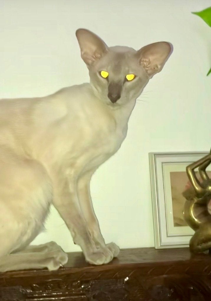 Oosterse korthaar Dekkater, Kater