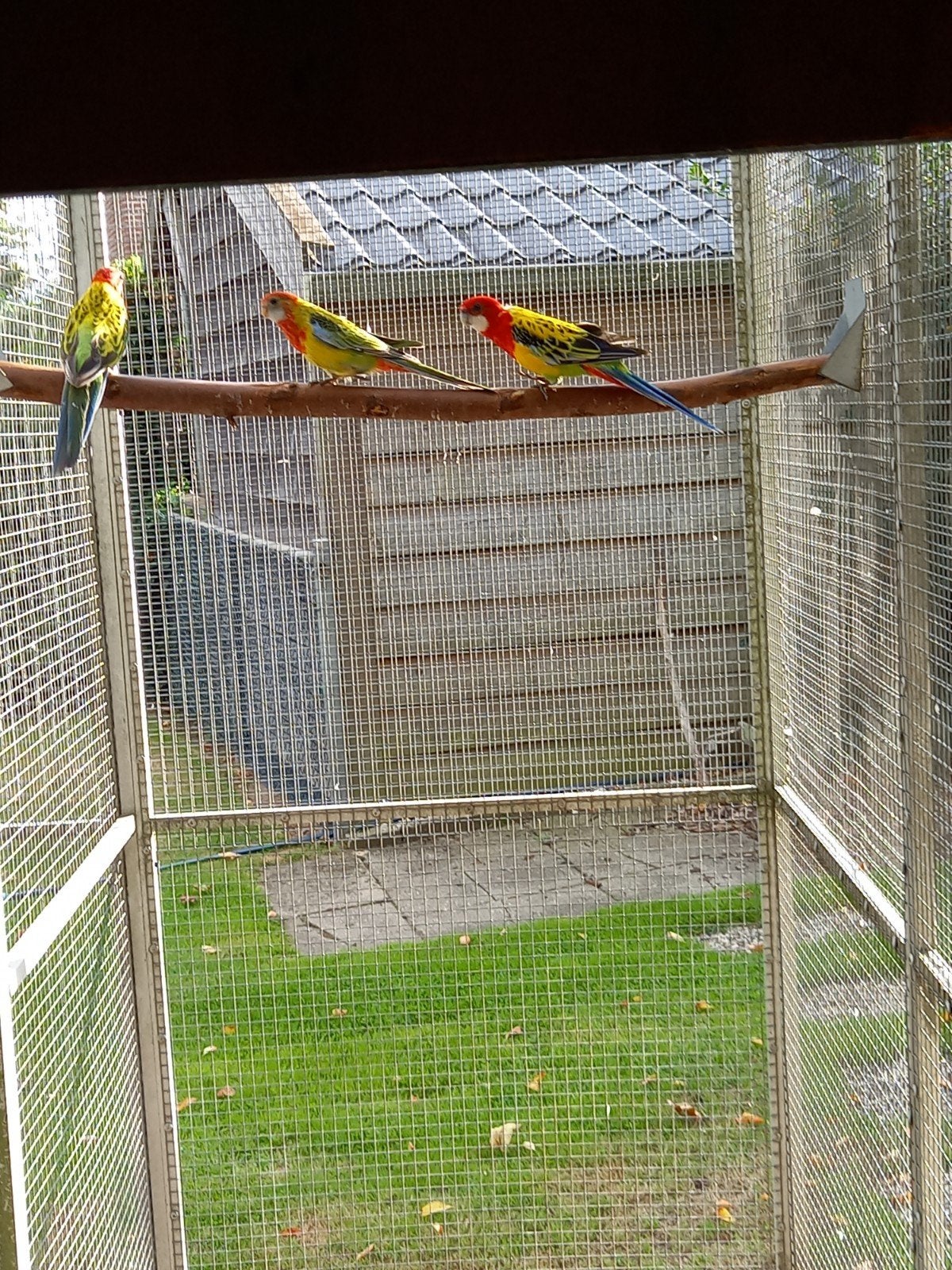 rosella pop 2026, Dieren en Toebehoren, Vrouwelijk, Parkiet