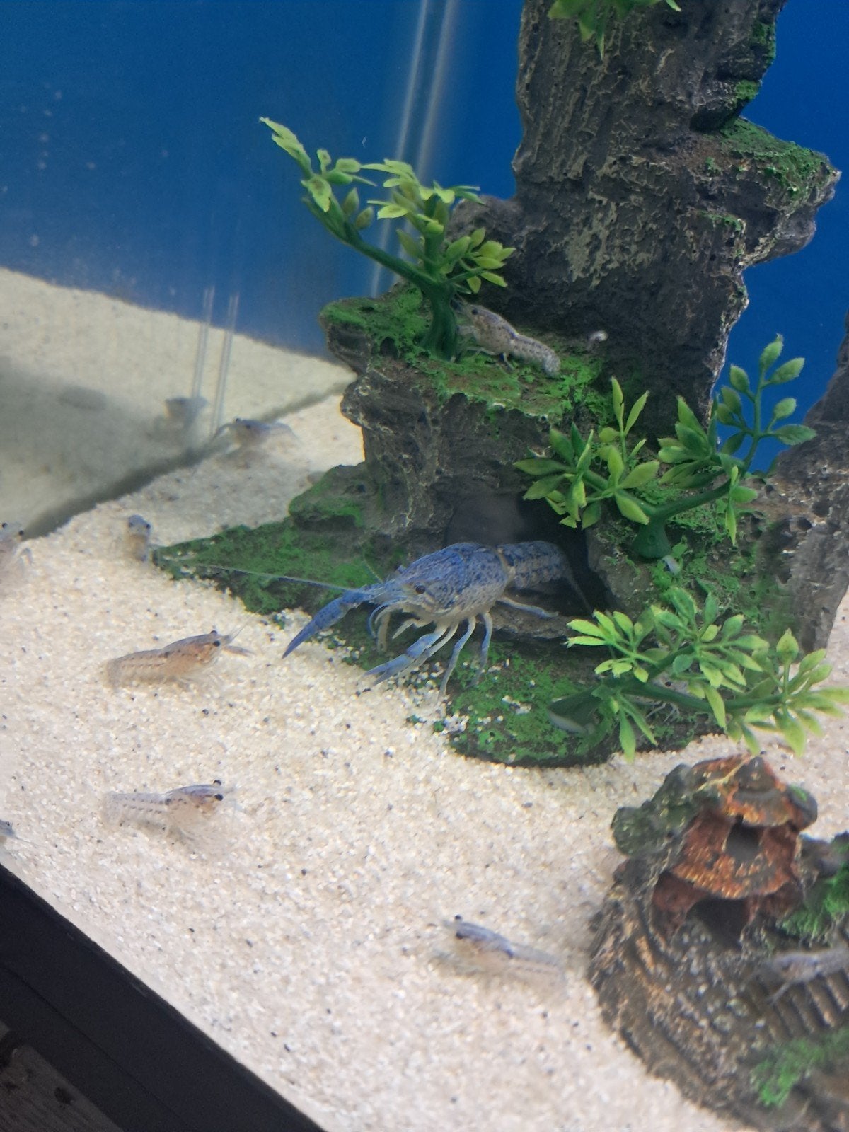 blauwe florida kreeft, Dieren en Toebehoren, Vissen | Aquariumvissen, Vis