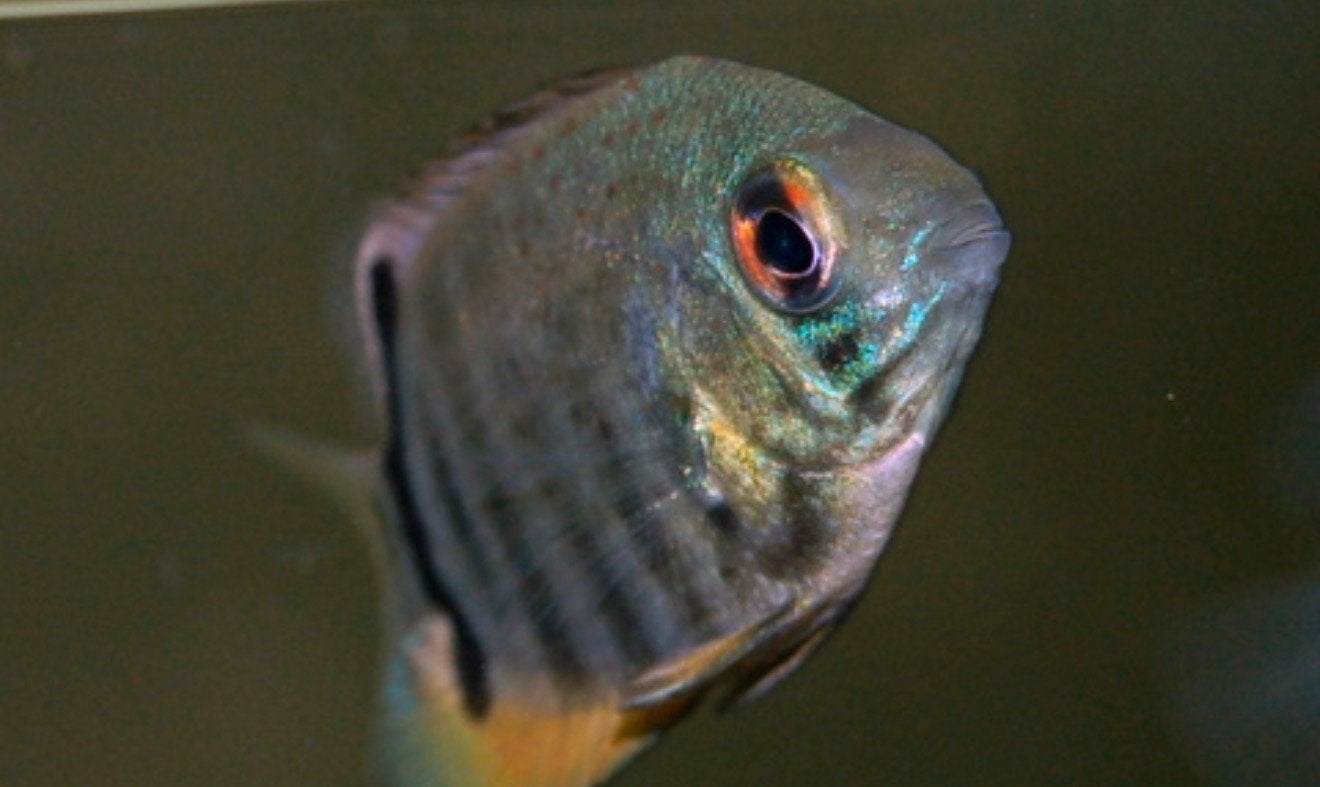 Heros severum, Vis