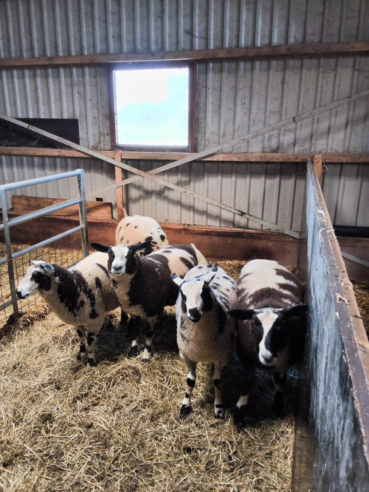 5 Bonte ram lammeren te koop, Mannelijk, Schaap