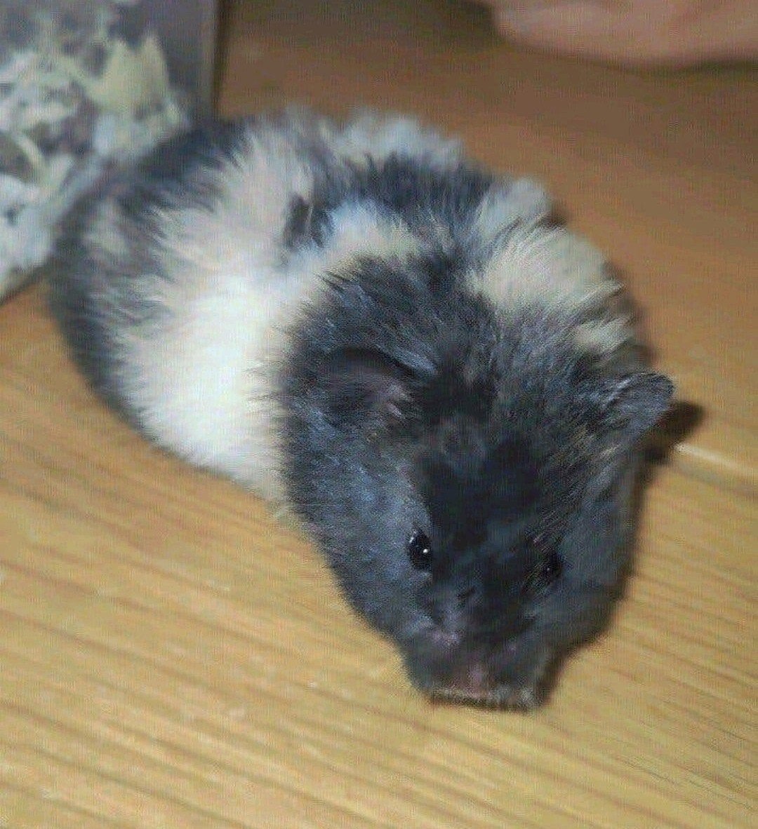 Lieve zwart driekleur langhaar hamster baby, vrouwtje, Dieren en Toebehoren, Augustus, Hamster, Tam