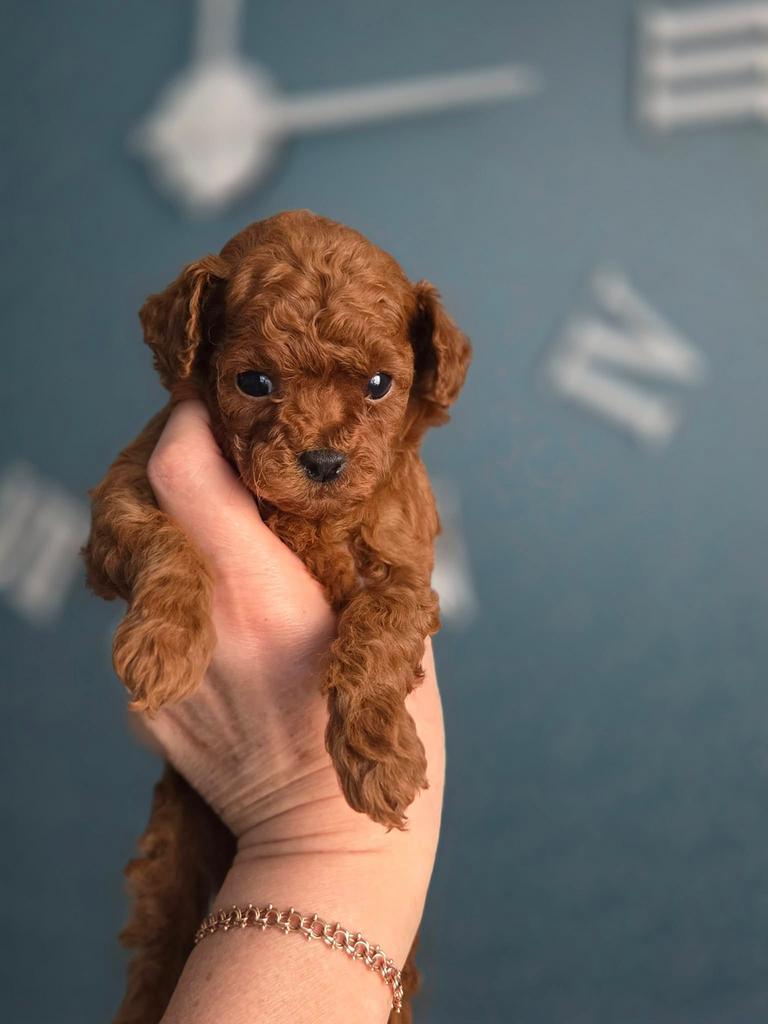 Mini Toy Poodle (Red) – Chinese lijn – 2,5 kg – Gael, Dieren en Toebehoren, Poedel, Reu, 8 tot 15 weken, Buitenland