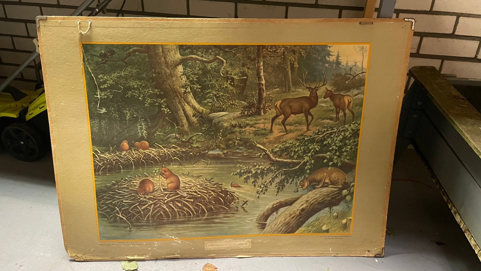 Oude dieren schoolplaat van J.R Wolters, Antiek en Kunst, Ophalen, Oud hollands, Dieren