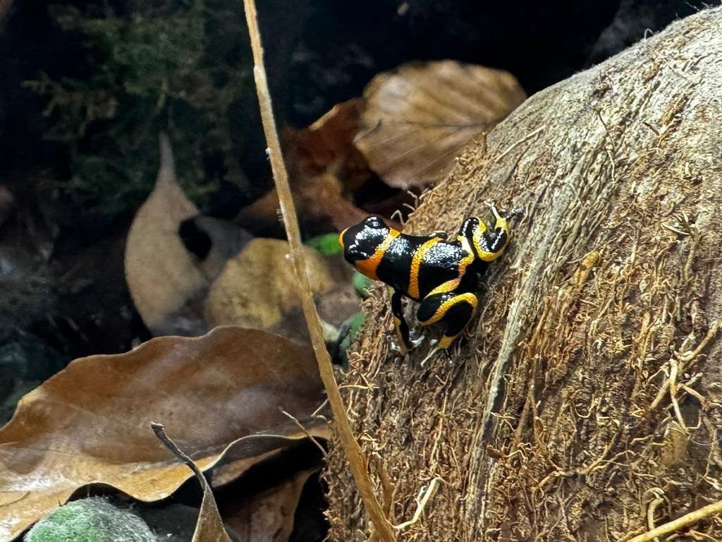 Ranitomeya imitator Banded "Huallaga” Gifkikkers, Amfibie, 0 tot 2 jaar