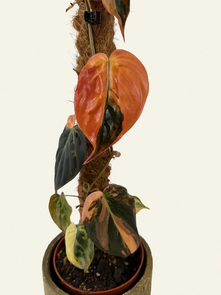Philodendron hederaceum Micans Variegata meer beschikbaar, Huis en Inrichting, Kamerplanten, Ophalen of Verzenden, Halfschaduw
