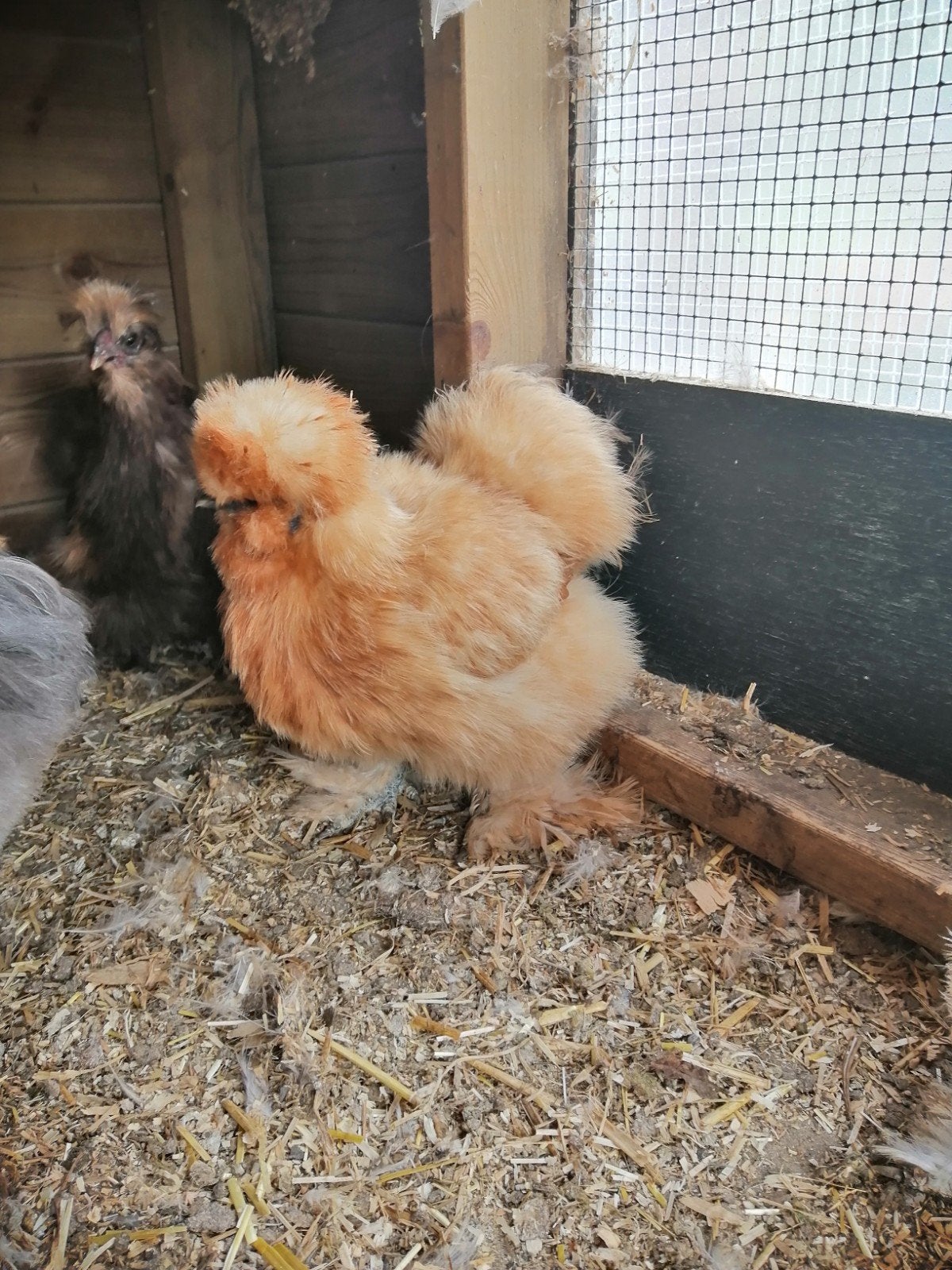 USA zijdehoenders hen en haan, Dieren en Toebehoren, Meerdere dieren, Kip
