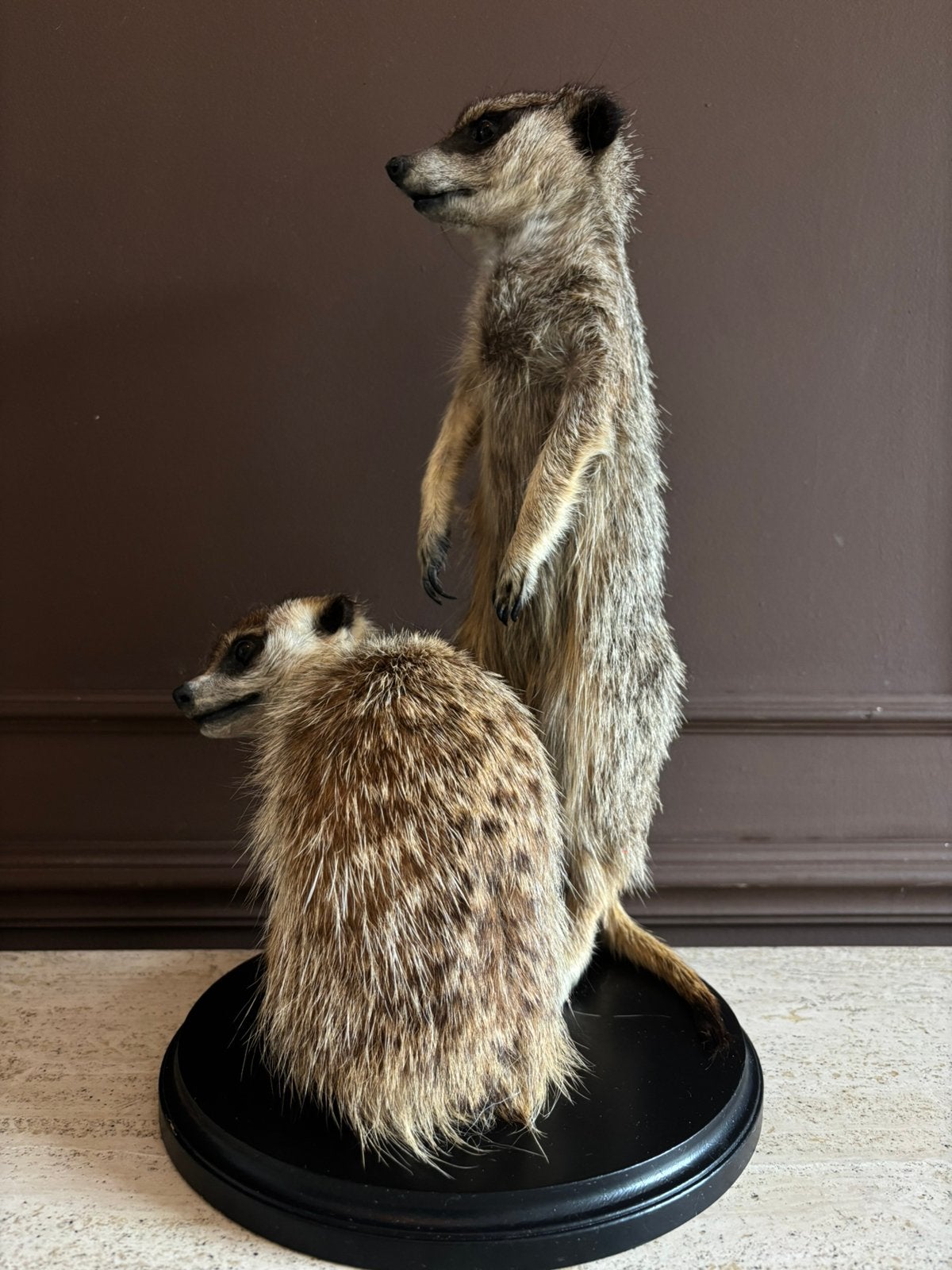 Duo Stokstaartjes op sokkel | Janneke Vos Taxidermie, Ophalen, Nieuw, Opgezet dier