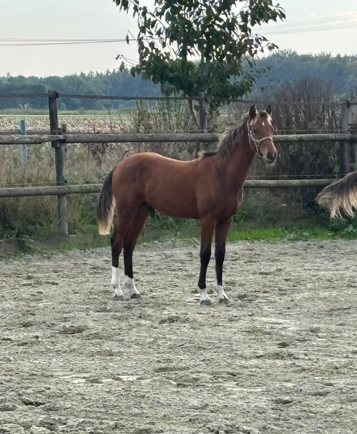 “”” TWEELING HENGSTen MERRIEVEULEN “””, Dieren en Toebehoren, Meerdere dieren, Minder dan 160 cm, 0 tot 2 jaar