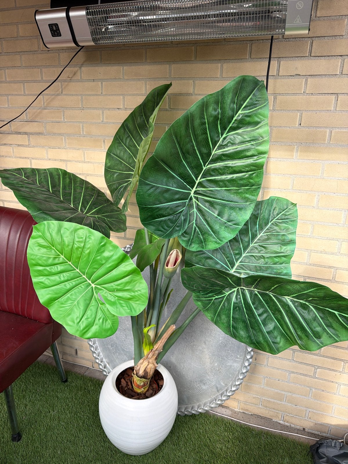 Grote Alocasia Kamerplant in Witte Pot, Huis en Inrichting, Ophalen, 100 tot 150 cm, Overige soorten, Halfschaduw