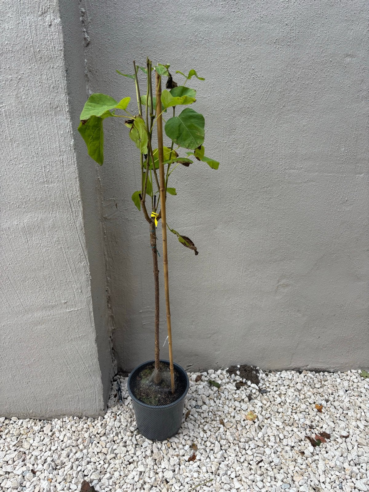 Jonge Trompetboom (Catalpa bignonioides), Tuin en Terras, Overige soorten, Minder dan 100 cm, Zomer, Ophalen