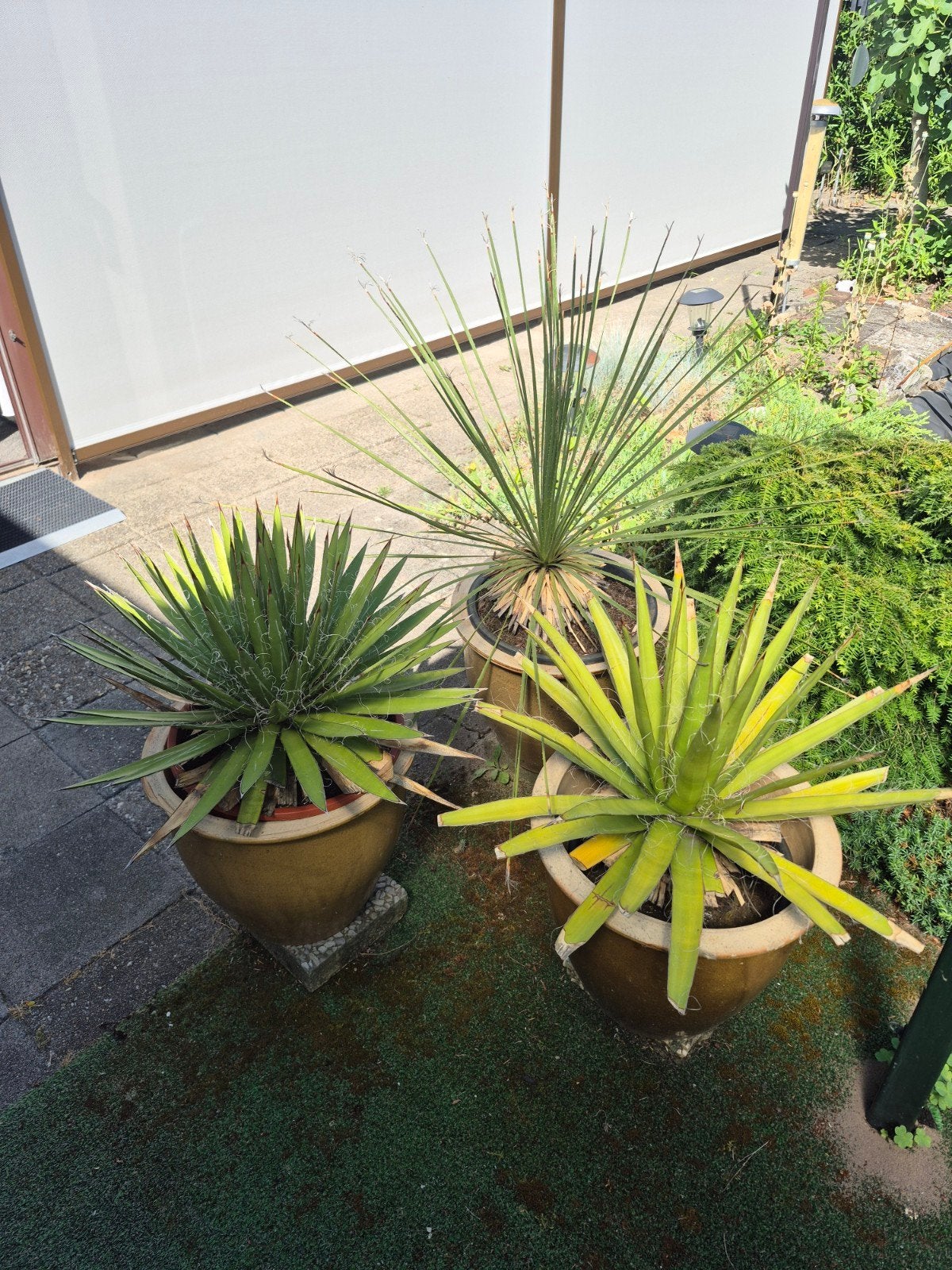 Agave en Yucca planten in potten, Volle zon, Vaste plant, Bloeit niet, Ophalen