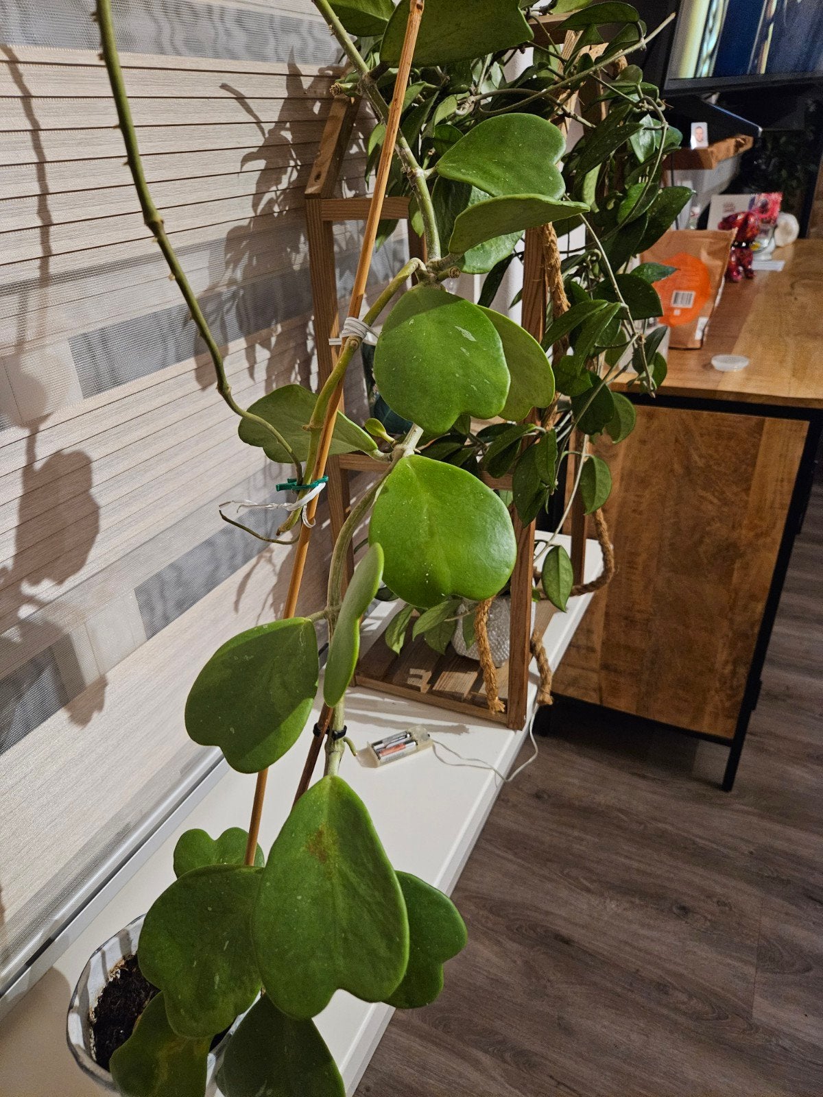 Hoya Kerrii, hartjesplant, Ophalen, Halfschaduw, Minder dan 100 cm