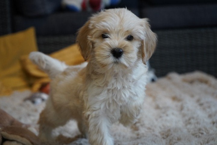 Medium kruising tibetaanse terrier - labradoodle pups., Nederland, Overige rassen, 8 tot 15 weken, CDV (hondenziekte)